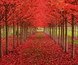 附近招聘司机文案（探索周边驾驶岗位：招募身边的车技高手）